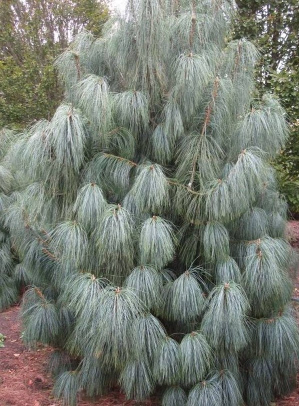 Himalájai selyemfenyő - Kék fenyő - Pinus wallichiana, Pinus wallichiana, évelő, fásszárú